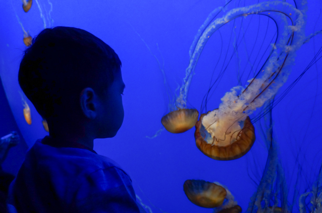Monterey Aquarium