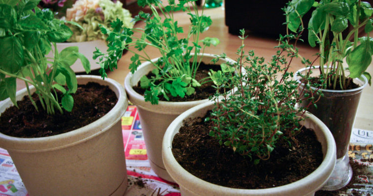 Growing Your Own Herbs