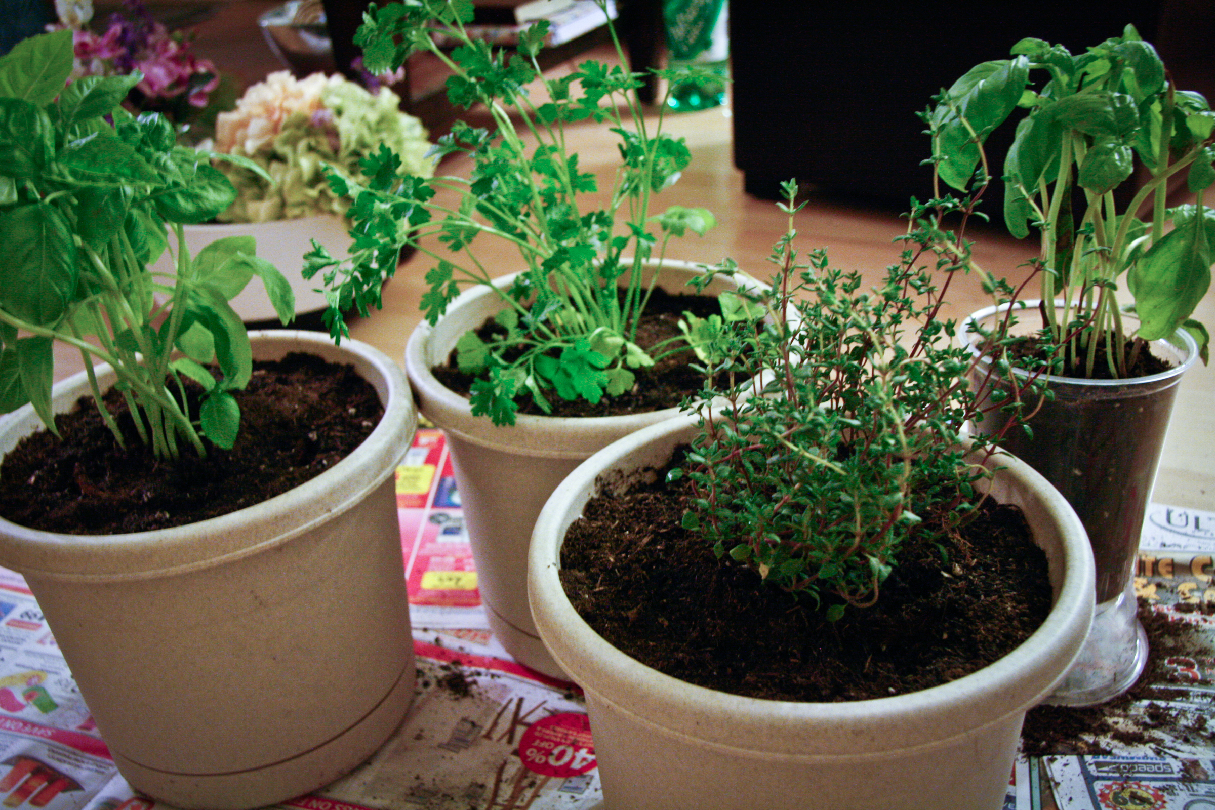 growing your own herbs